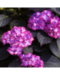 Hydrangea macrophylla Eclipse